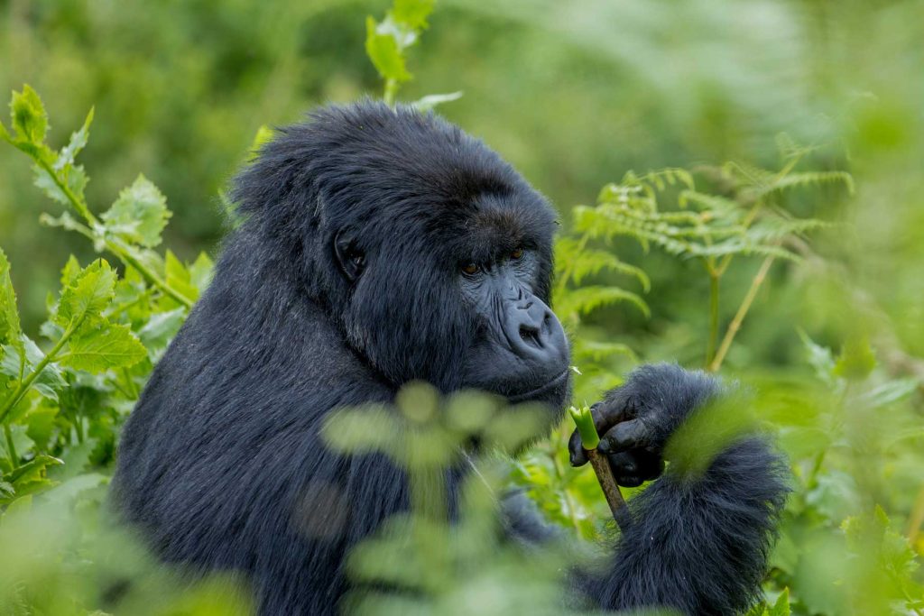 Compra de permisos para ver gorilas en el Parque Nacional del Bosque Impenetrable de Bwindi