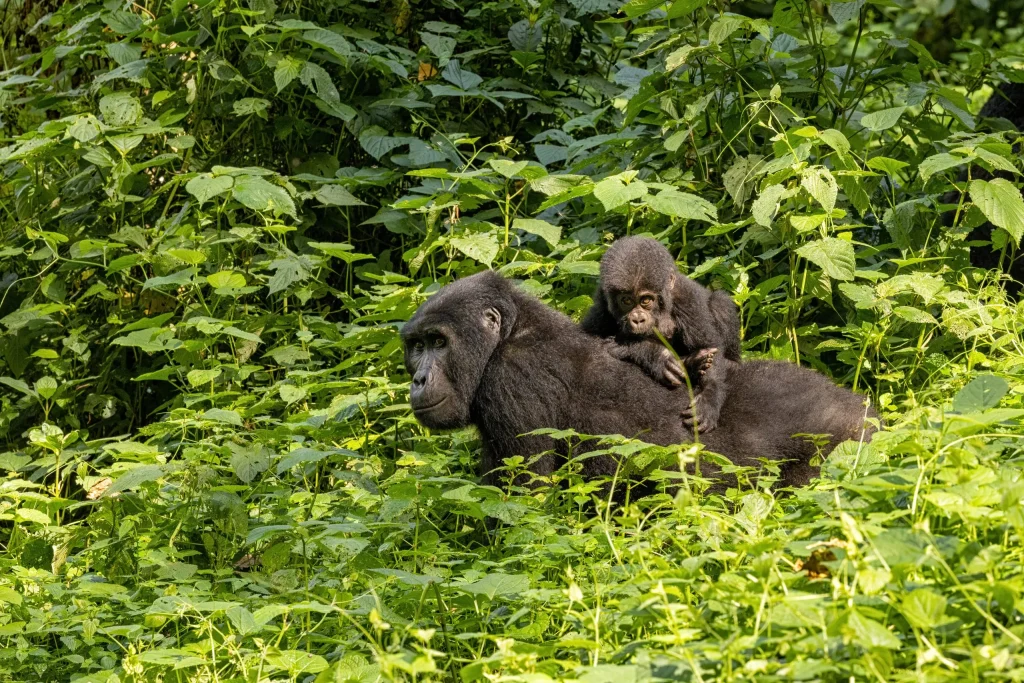 ¿Cuánto cuesta la habituación de gorilas en Uganda?