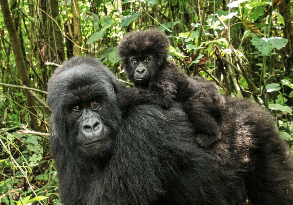 Experiencia de habituación con gorilas de cuatro horas en el Parque Nacional del Bosque Impenetrable de Bwindi