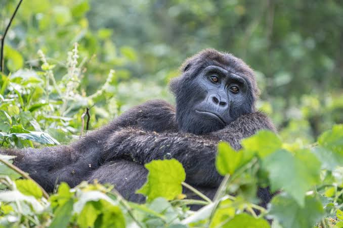 Experiencia de senderismo para avistar gorilas en el Parque Nacional del Bosque Impenetrable de Bwindi