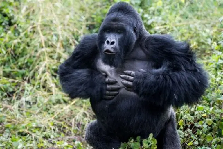 ¿Pueden los gorilas de montaña sentirse a gusto con los seres humanos?