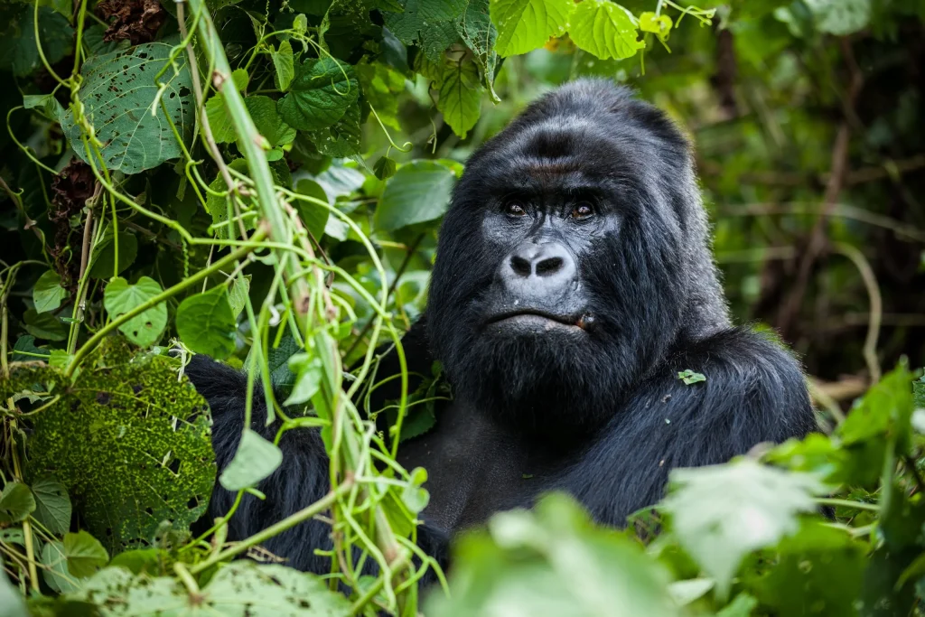 La mejor época del año para la habituación de los gorilas en Bwindi