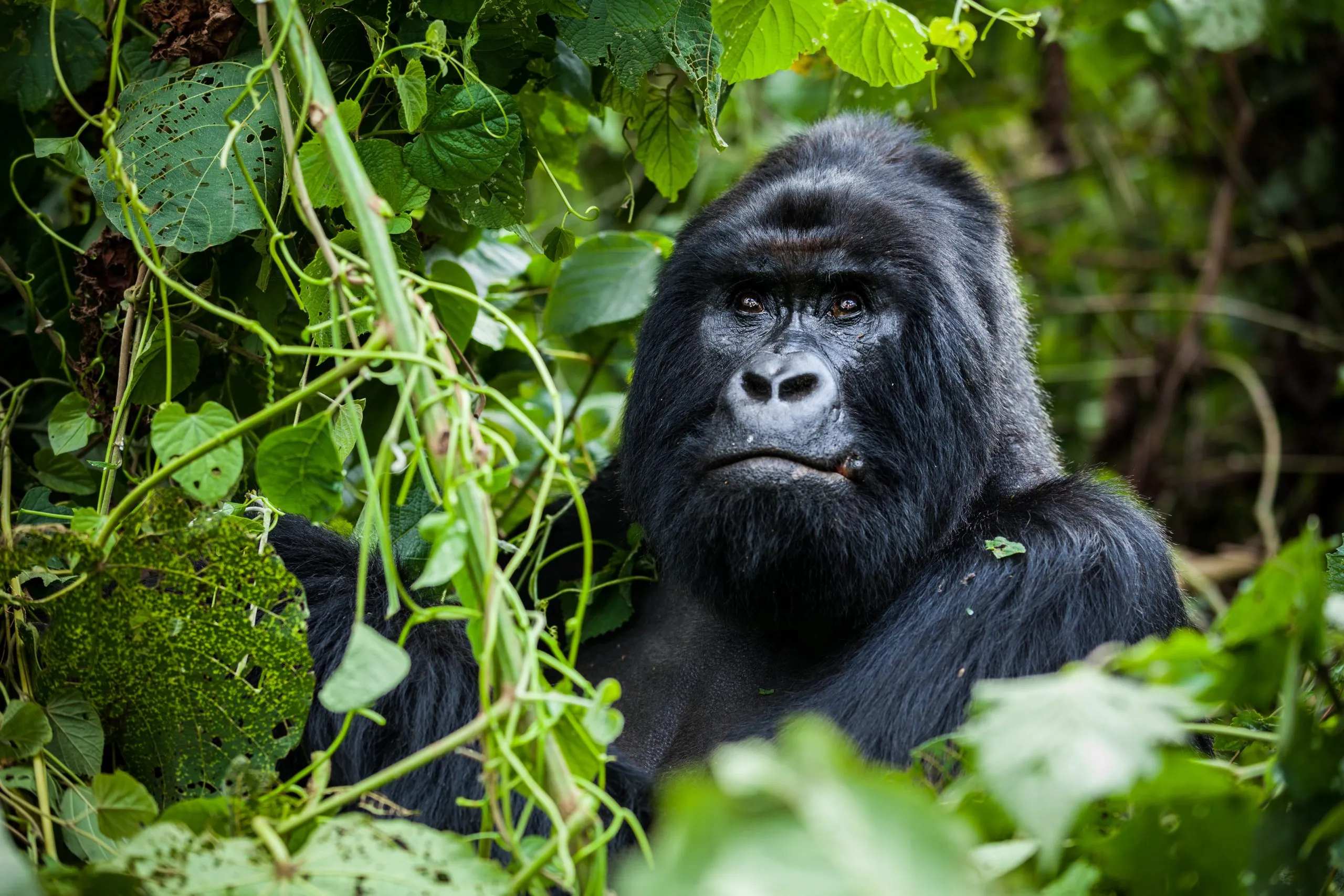 La mejor época del año para la habituación de los gorilas en Bwindi