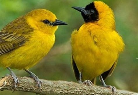 Observacion-de-aves