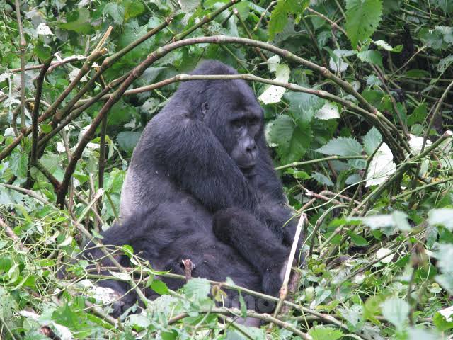 Permisos para el avistamiento de gorilas en el Parque Nacional del Bosque Impenetrable de Bwindi