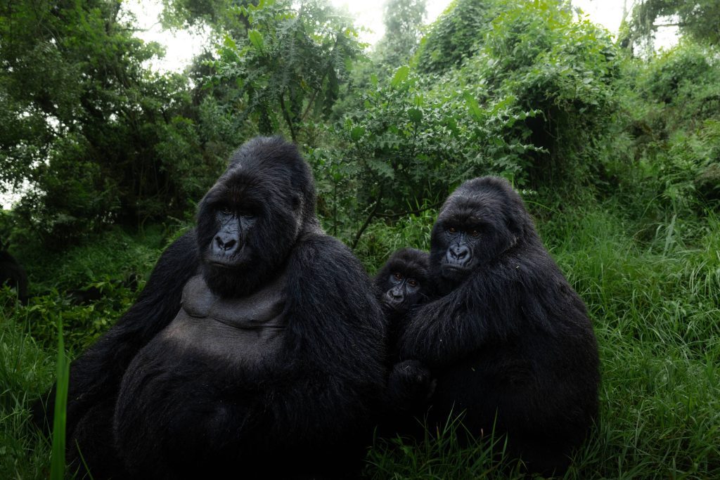 Por qué hacer senderismo para ver a los gorilas de montaña en el Parque Nacional del Bosque Impenetrable de Bwindi