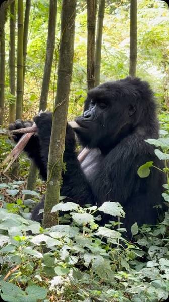 ¿Por qué los excursionistas tienen un 100 % de posibilidades de avistar gorilas de montaña en el Parque Nacional del Bosque Impenetrable de Bwindi?