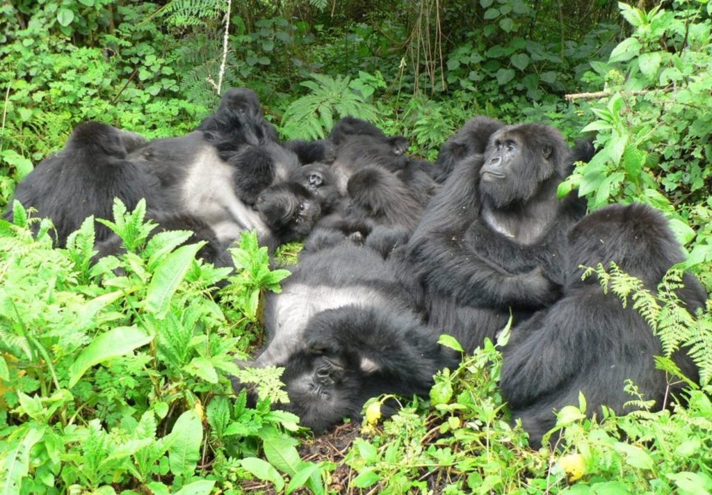 Pueden los gorilas de montaña sentirse a gusto con los seres humanos