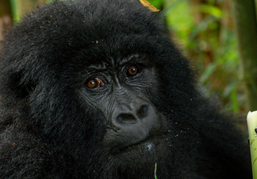 Safari aéreo de 4 días para ver gorilas en el Bosque Impenetrable de Bwindi