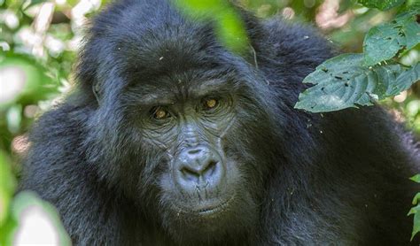 Safari de 4 días con traslado en avión para la habituación de gorilas en el Parque Nacional del Bosque Impenetrable de Bwindi Safari de 4 días con traslado en avión para la habituación de gorilas en el Parque Nacional del Bosque Impenetrable de Bwindi