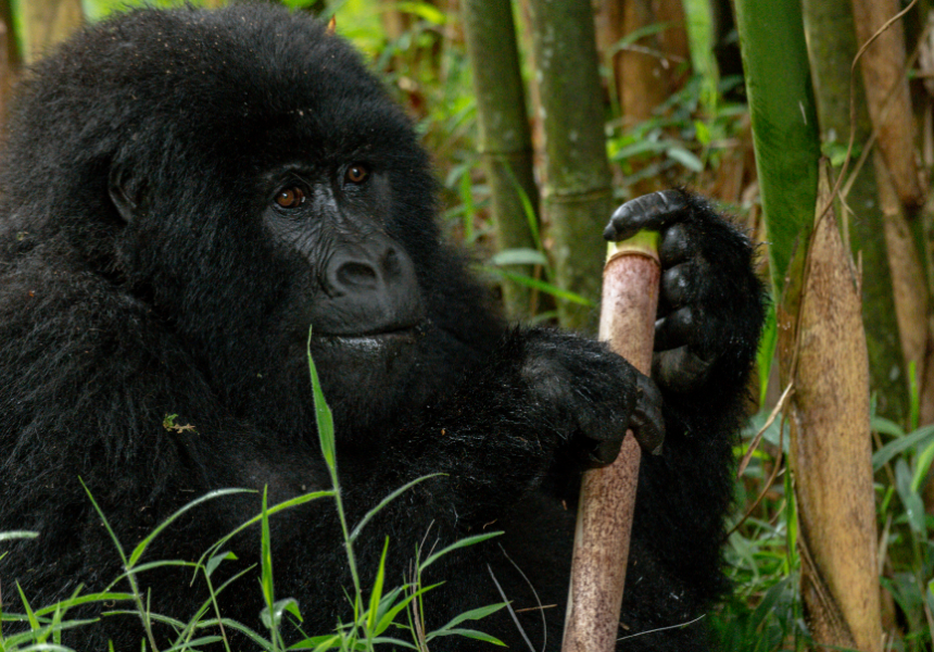 Safari de 4 días para avistar gorilas en Bwindi desde Kigali