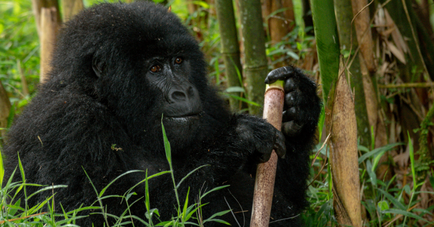 Safari de 4 días para avistar gorilas en Bwindi desde Kigali Safari de 4 días para avistar gorilas en Bwindi desde Kigali