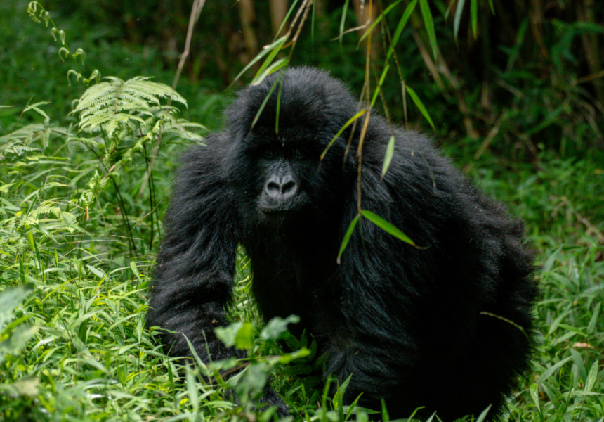 Safari de 7 días por Uganda para observar primates y fauna salvaje