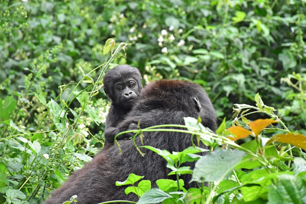 Senderismo para observar gorilas de montaña en el Parque Nacional del Bosque Impenetrable de Bwindi durante la estación seca