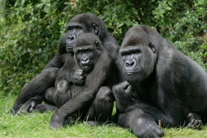 Senderismo para observar gorilas en Bwindi para viajeros en solitario