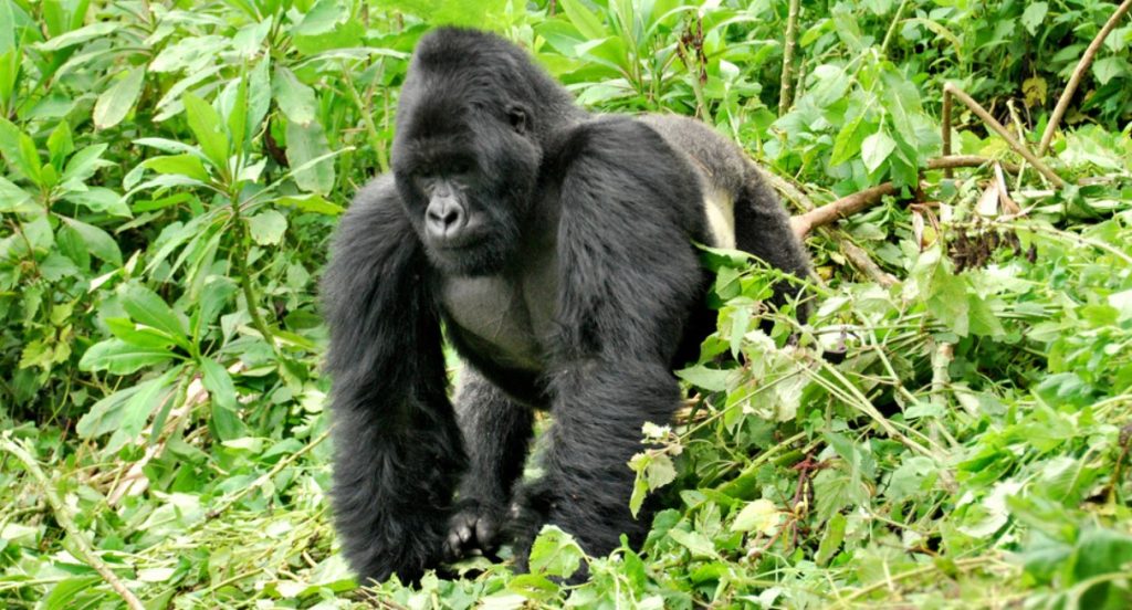 Senderismo para observar gorilas en el sector de Nkuringo del Bosque Impenetrable de Bwindi
