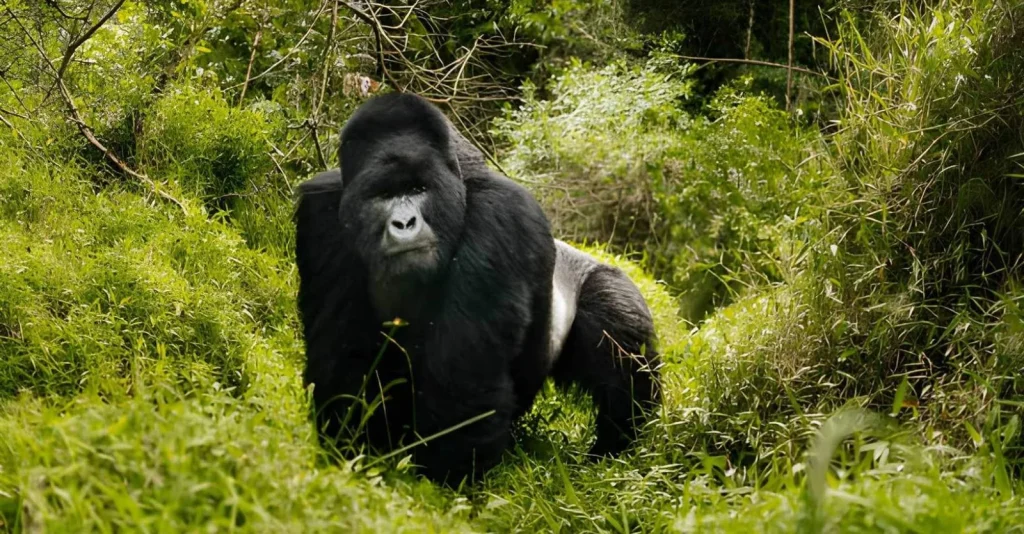 Trekking para ver gorilas en el sector de Buhoma del Parque Nacional del Bosque Impenetrable de Bwindi