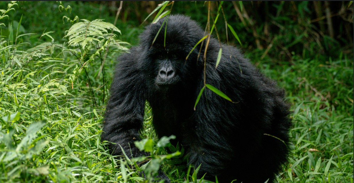 Habituación de los gorilas frente al Senderismo para ver gorilas en Bwindi