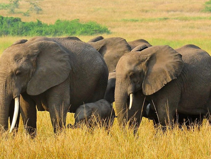 5 días Gorilas de Bwindi y Parque Nacional Queen Elizabeth