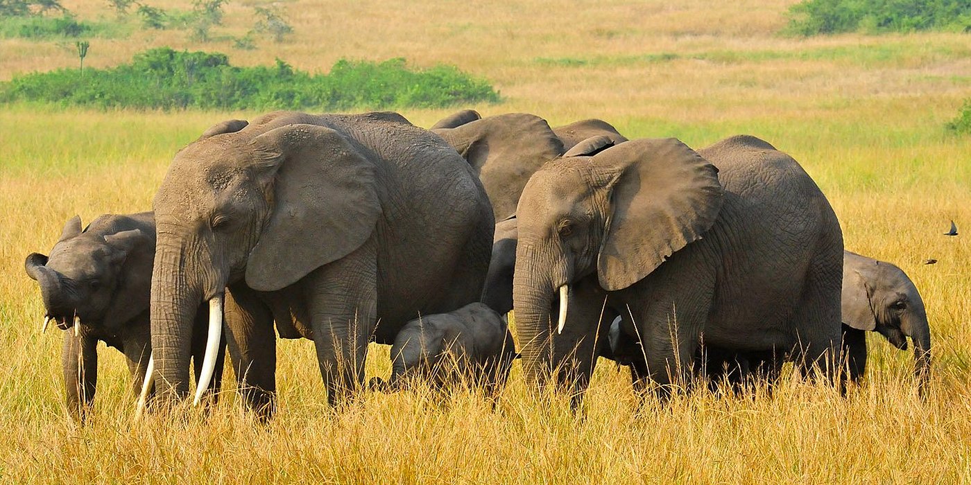 5 días: Gorilas de Bwindi y Parque Nacional Queen Elizabeth