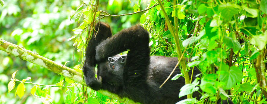 Cómo reservar tu permiso de habituación de gorilas en el Parque Nacional del Bosque Impenetrable de Bwindi