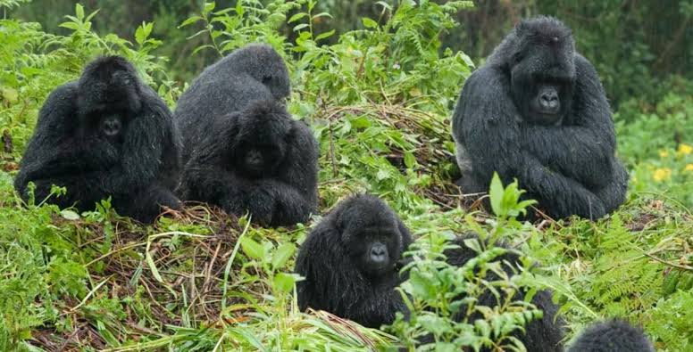¿Cuál es la duración de la experiencia de habituación con gorilas en Bwindi?