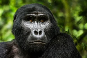 ¿Cuándo visitar el Parque Nacional del Bosque de Bwindi?