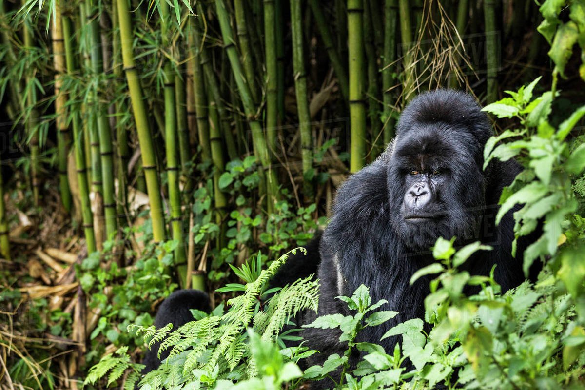 Cuánto cuesta un permiso de senderismo para ver gorilas en Bwindi