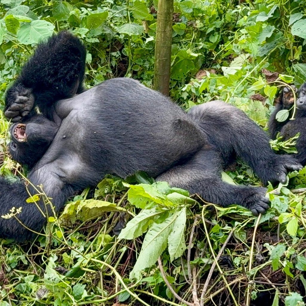 ¿Cuánto cuesta un permiso de trekking con gorilas para Bwindi?