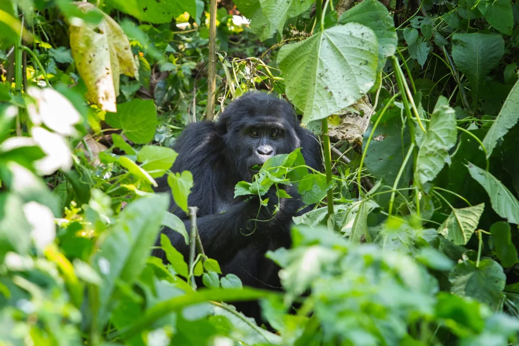 Cuánto dura la experiencia de habituación de gorilas en el Parque Nacional del Bosque Impenetrable de Bwindi?