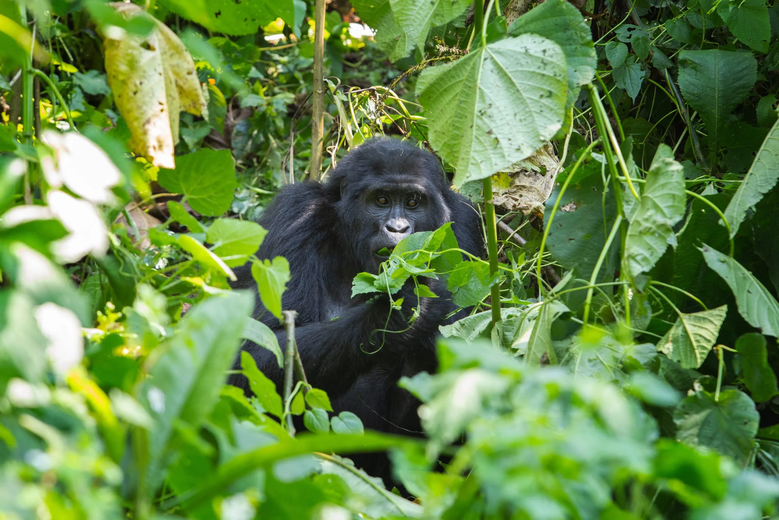 Cuánto dura la experiencia de habituación de gorilas en el Parque Nacional del Bosque Impenetrable de Bwindi?