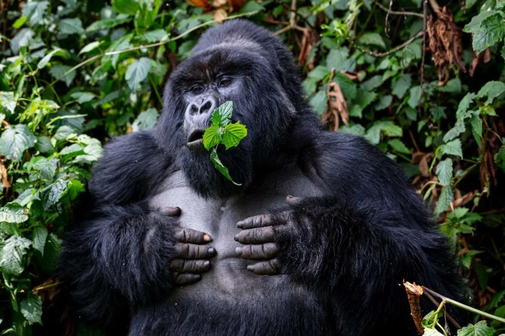 ¿Cuánto dura la experiencia de habituación de gorilas en el Parque Nacional del Bosque Impenetrable de Bwindi?