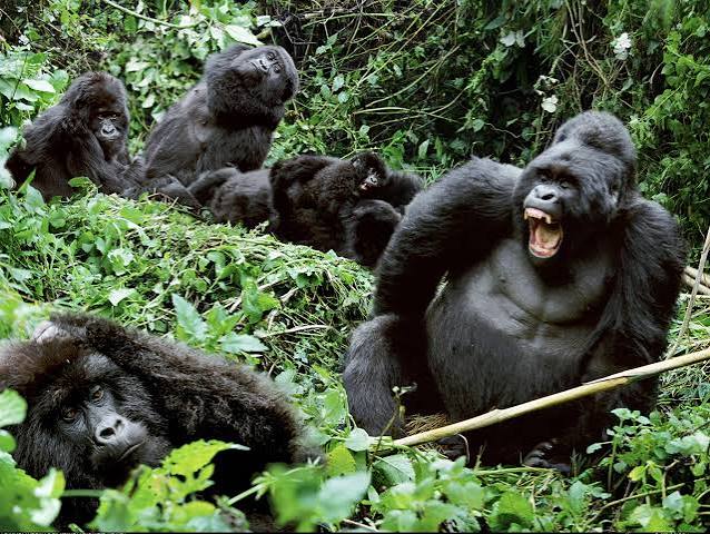 Cuánto dura la experiencia de habituación de gorilas en el Parque Nacional del Bosque Impenetrable de Bwindi