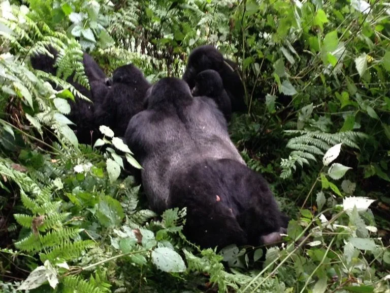 ¿Dónde tiene lugar la habituación de los gorilas en Bwindi?