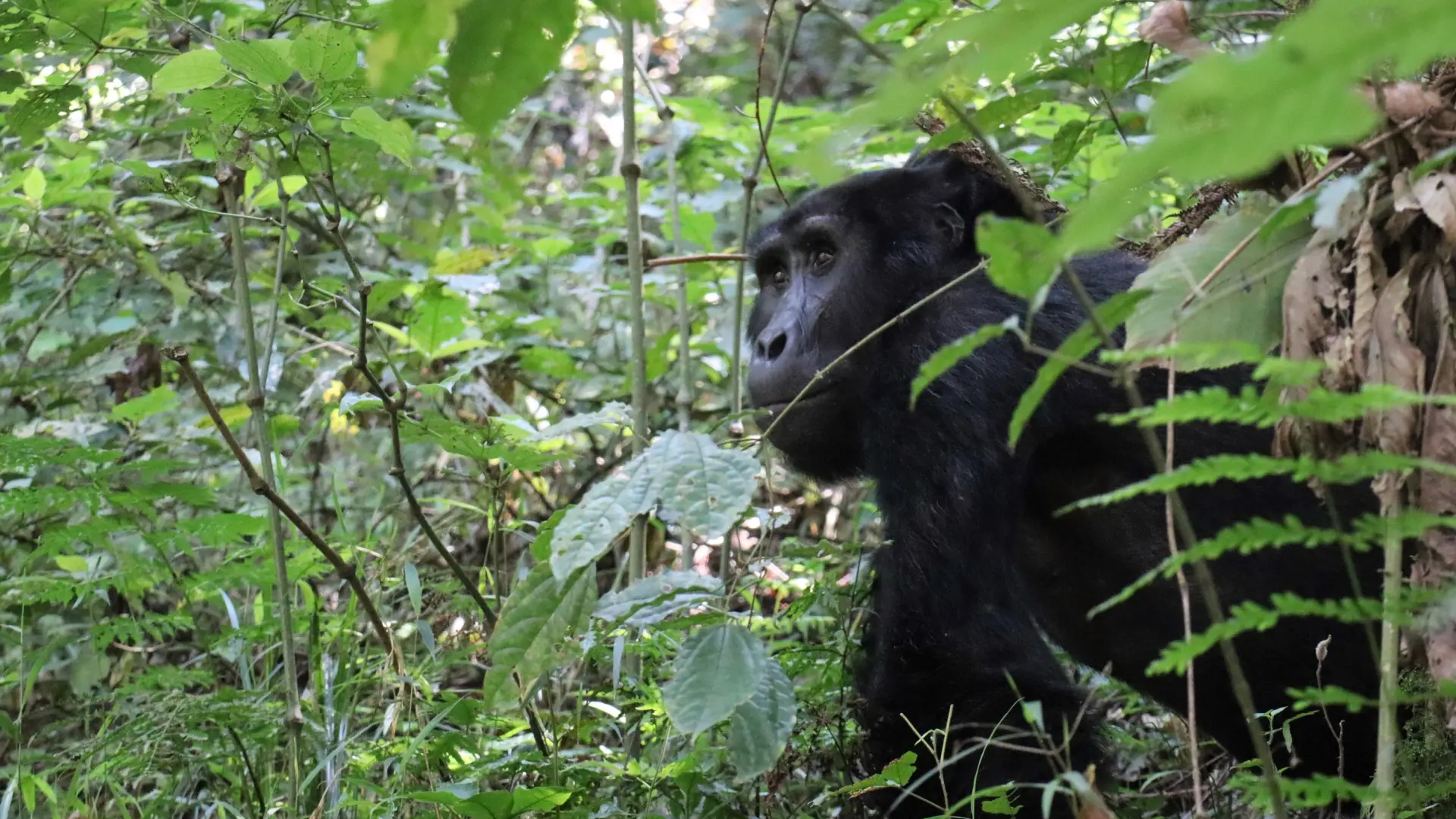 EXPERIENCIAS DE SENDERISMO POR EL BOSQUE Y LA NATURALEZA EN EL PARQUE NACIONAL IMPENETRABLE DE BWINDI.