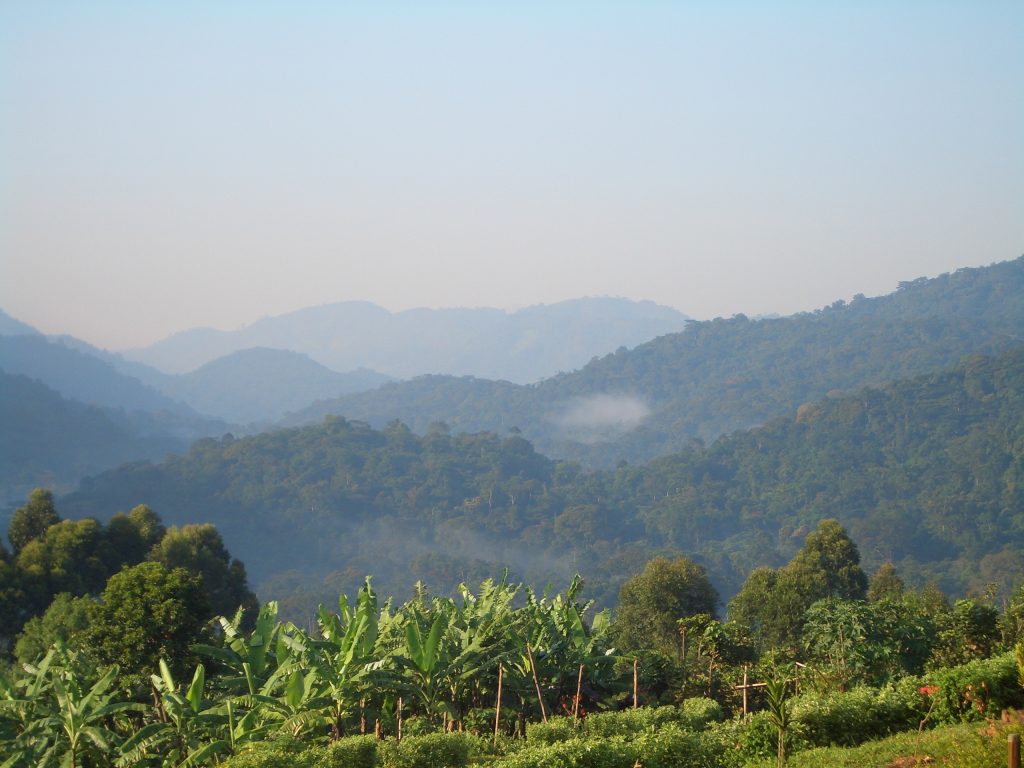 ¿Es Bwindi el mejor lugar para practicar el trekking con gorilas en África?