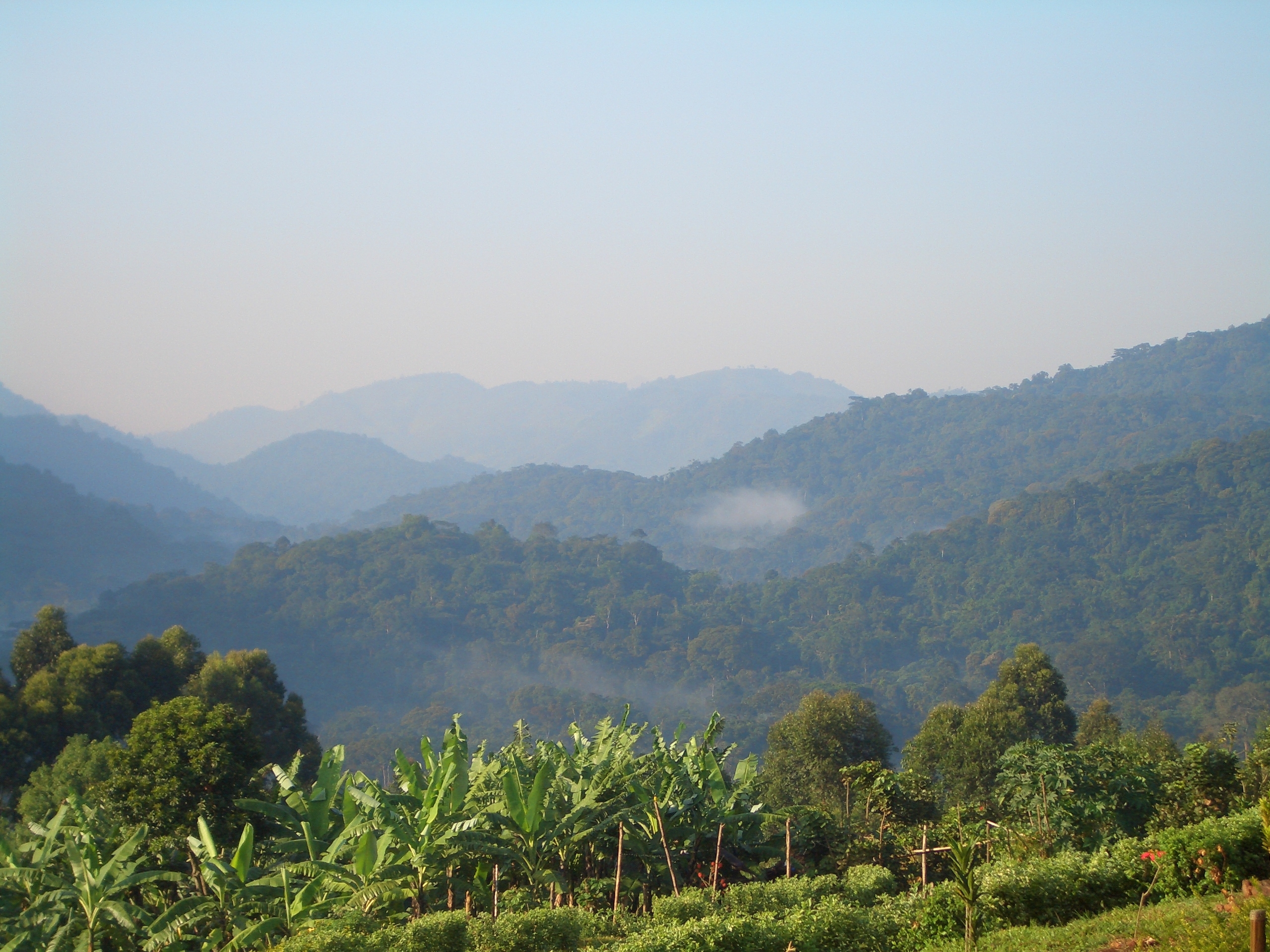 ¿Es Bwindi el mejor lugar para practicar el trekking con gorilas en África?
