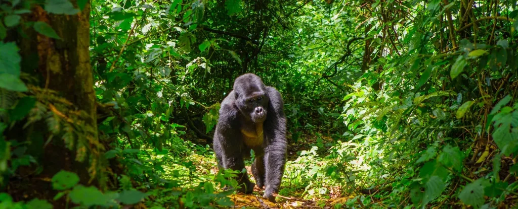 Está garantizado ver gorilas de montaña en un safari de trekking para ver gorilas en Bwindi