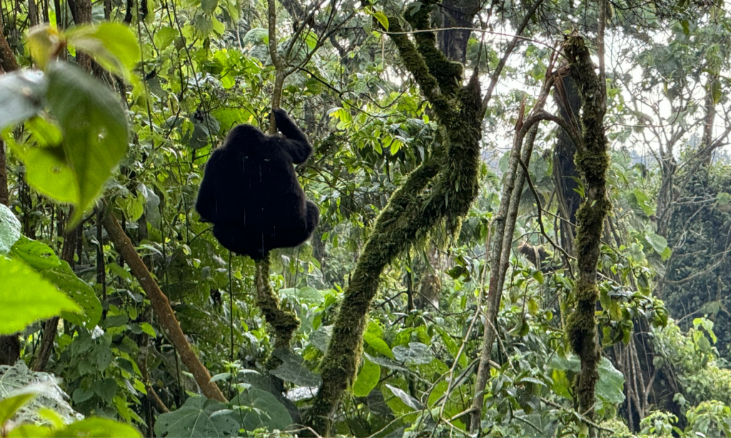 Lo que deben saber quienes viajan por primera vez sobre la habituación de los gorilas de montaña en Uganda