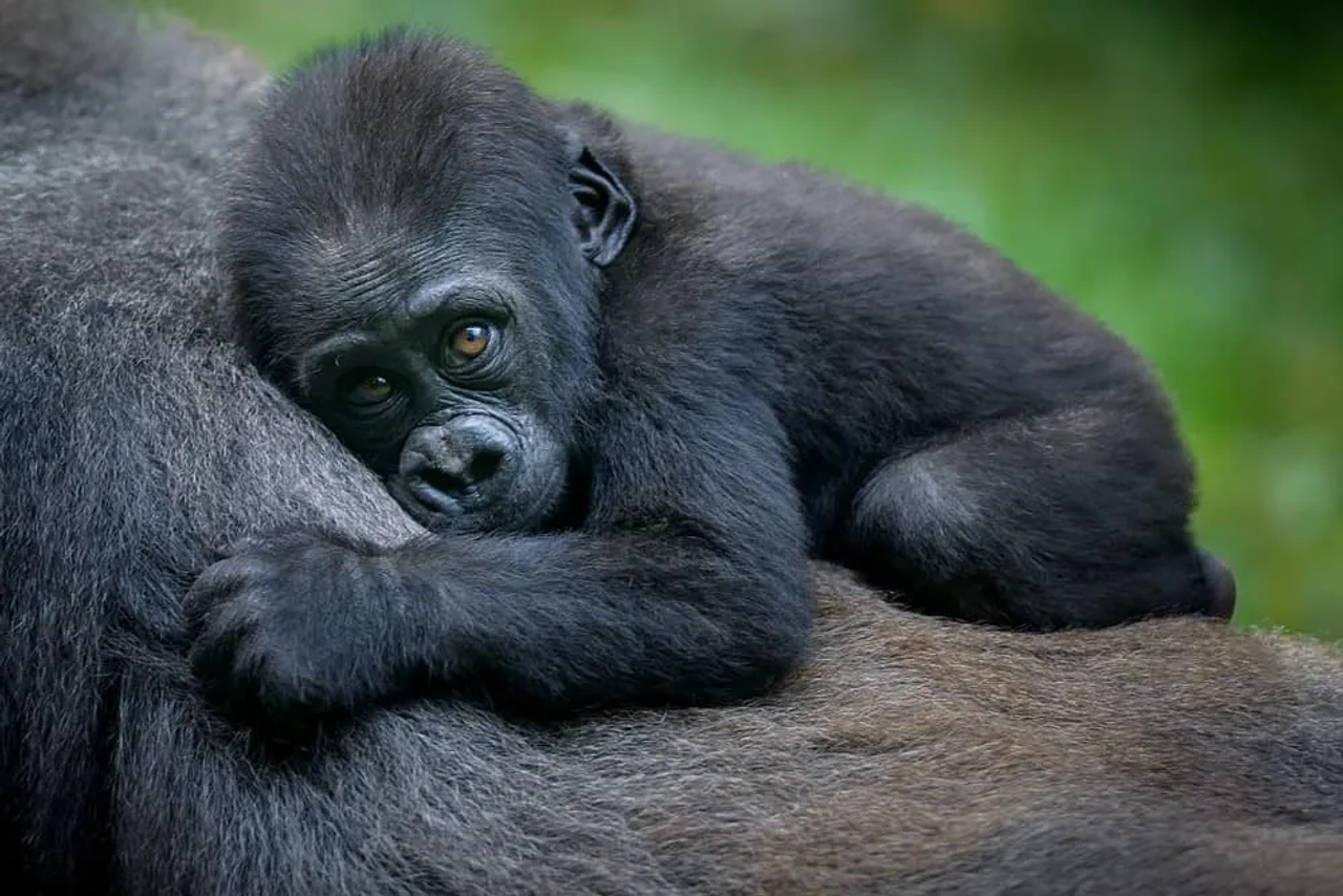 Safari combinado de Queen Elizabeth y Bwindi, ¡Merece la pena probar el trekking con gorilas!