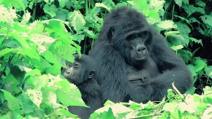 Planifica tu safari de trekking con gorilas en Bwindi