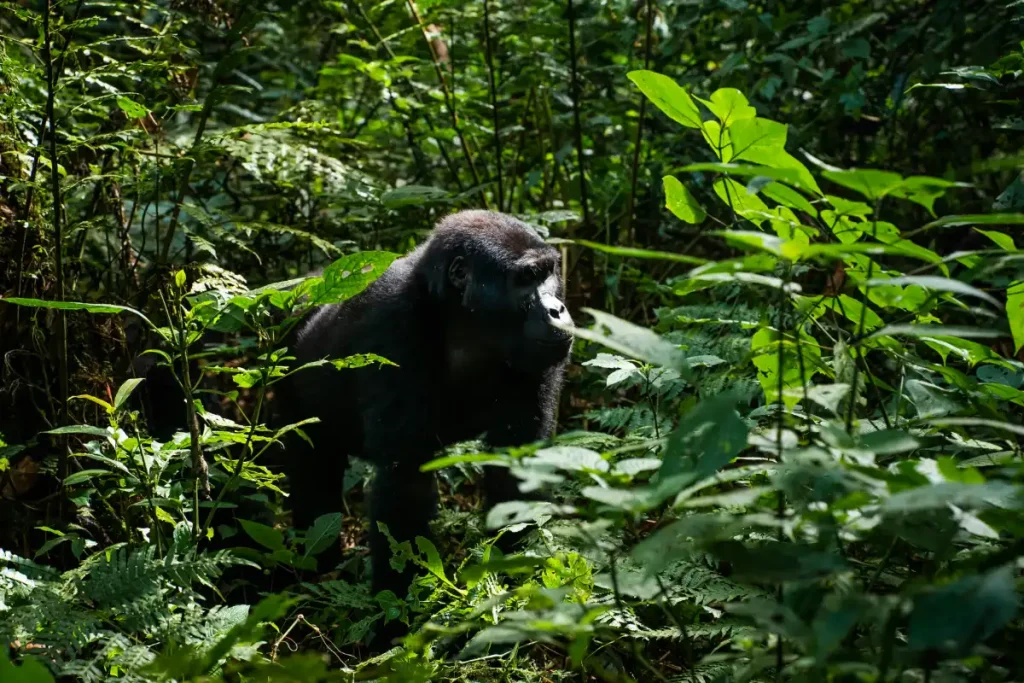 Qué necesitas antes de reservar un safari de habituación de gorilas en Uganda