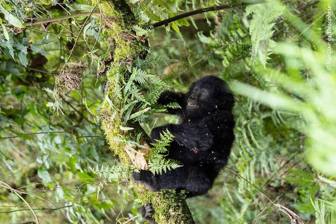 Qué puedes esperar de un safari de habituación de gorilas en Bwindi