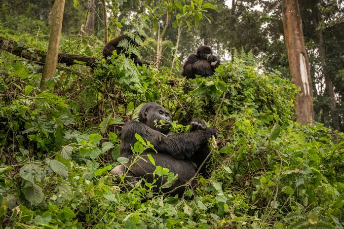 SEGUIMIENTO DE GORILAS EN EL PARQUE NACIONAL IMPENETRABLE DE BWINDI.