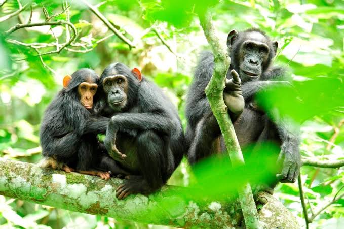 Safari de 10 días por Uganda para descubrir la fauna y los primates