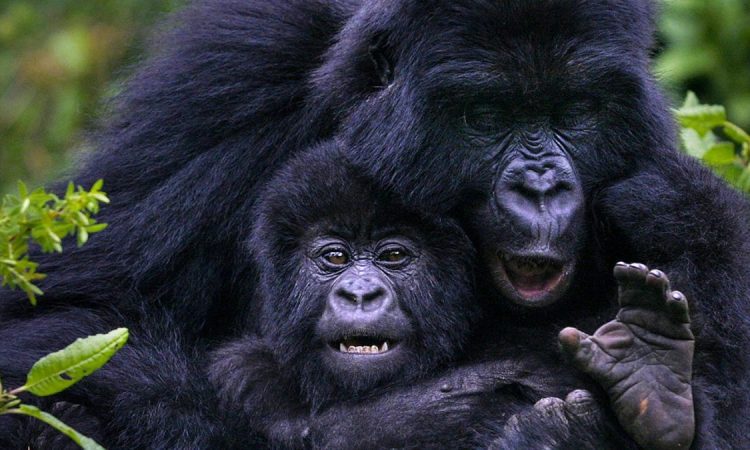 Safari de 3 días para ver gorilas en bwindi