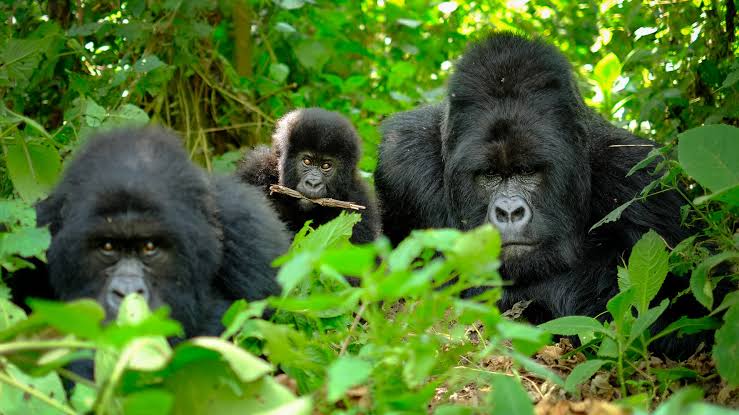 Safaris de lujo para observar gorilas en el Parque Nacional del Bosque Impenetrable de Bwindi