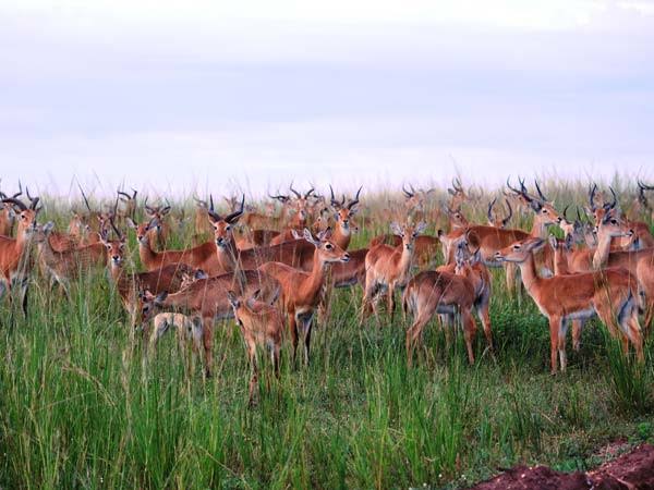 Uganda para descubrir la fauna y los primates