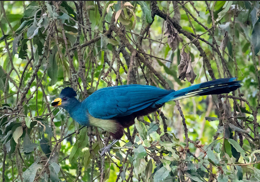 observación de aves