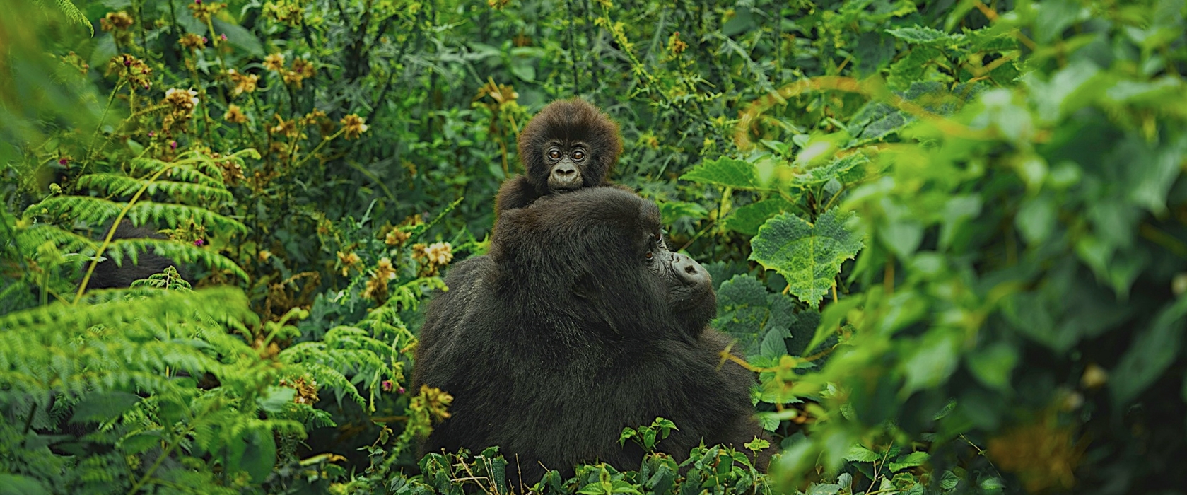 ¿Cuándo visitar el Parque Nacional del Bosque de Bwindi